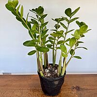 Zamioculcas zamiifolia (ZZ Plant) - 6" Pot