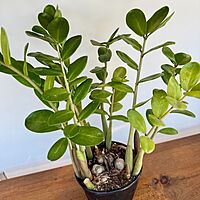 Zamioculcas zamiifolia (ZZ Plant) - 6" Pot