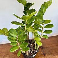 Zamioculcas zamiifolia (ZZ Plant) - 6" Pot