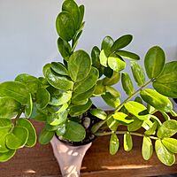 Zamioculcas zamiifolia (ZZ Plant) - 6" Pot