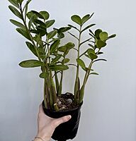Zamioculcas zamiifolia (ZZ Plant) - 6" Pot