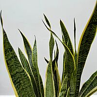Dracaena trifasciata 'Laurentii' (Snake Plant 'Laurentii') - 10" Pot