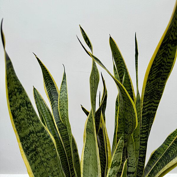 Dracaena trifasciata 'Laurentii' (Snake Plant 'Laurentii') - 10" Pot