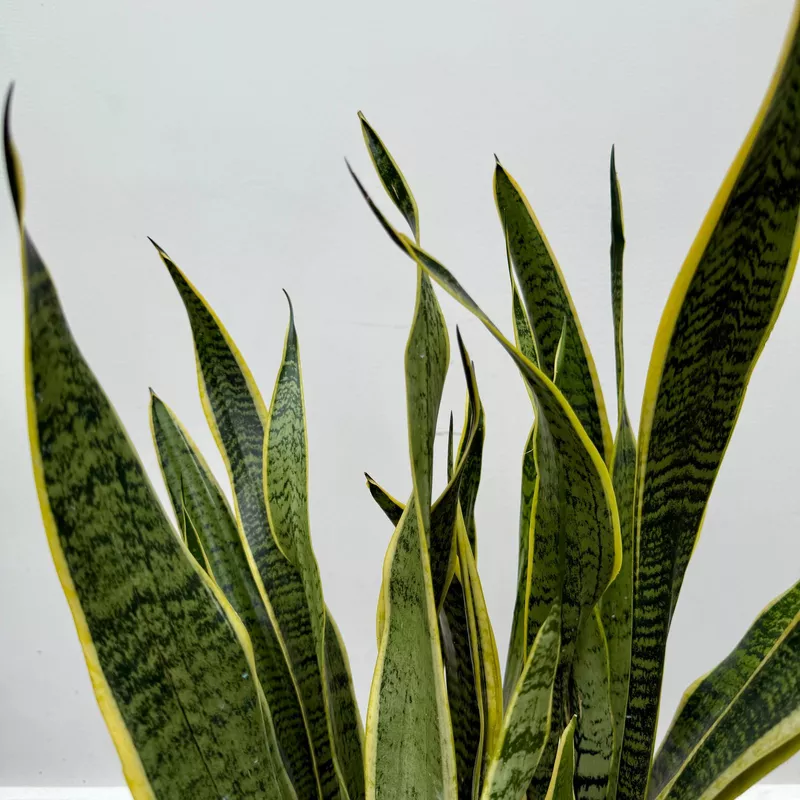 Dracaena trifasciata 'Laurentii' (Snake Plant 'Laurentii') - 10" Pot