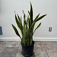Dracaena trifasciata 'Laurentii' (Snake Plant 'Laurentii') - 10" Pot