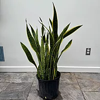 Dracaena trifasciata 'Laurentii' (Snake Plant 'Laurentii') - 10" Pot