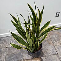 Dracaena trifasciata 'Laurentii' (Snake Plant 'Laurentii') - 10" Pot