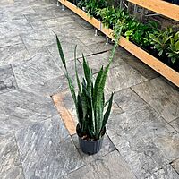 Dracaena trifasciata 'Wintergreen' (Snake Plant 'Wintergreen') - 10" Pot