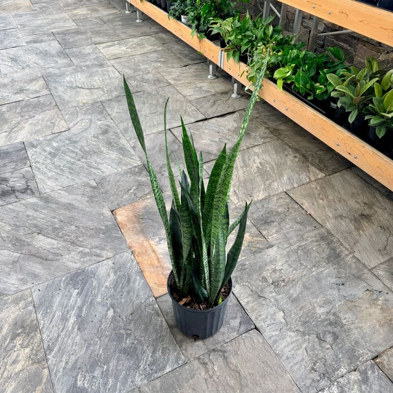 Dracaena trifasciata 'Wintergreen' (Snake Plant 'Wintergreen') - 10" Pot
