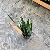 Dracaena trifasciata 'Wintergreen' (Snake Plant 'Wintergreen') - 10" Pot