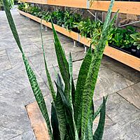 Dracaena trifasciata 'Wintergreen' (Snake Plant 'Wintergreen') - 10" Pot