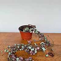 String of Hearts (Ceropegia woodii) - 4" Pot