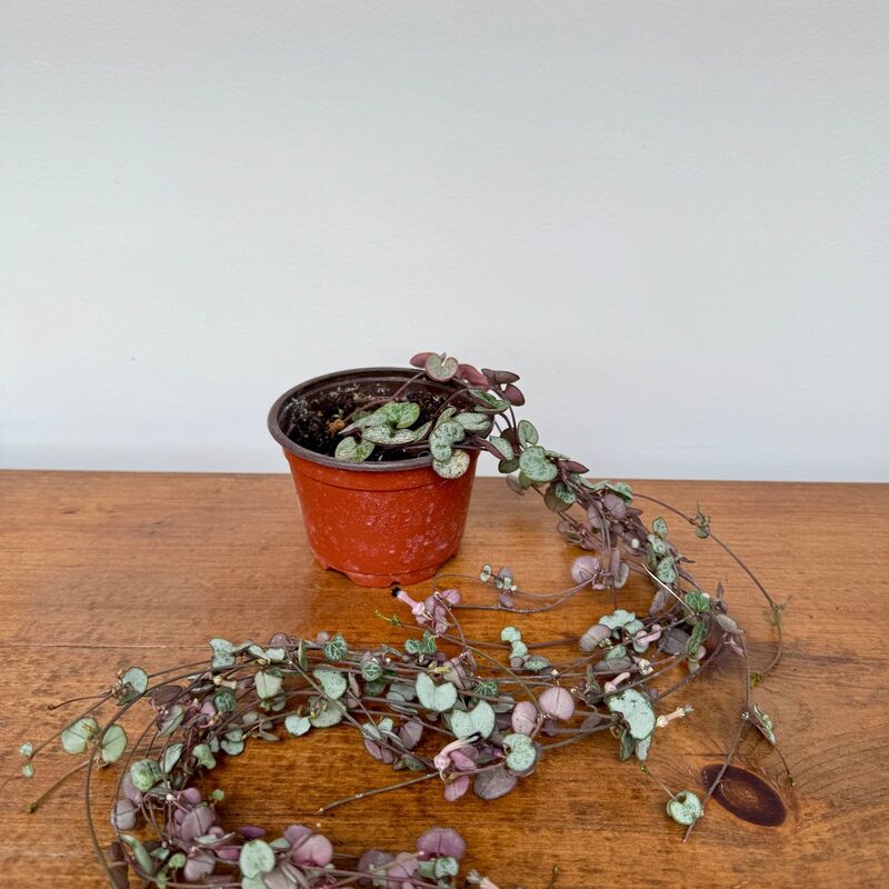 String of Hearts (Ceropegia woodii) - 4" Pot