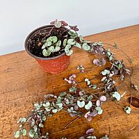 String of Hearts (Ceropegia woodii) - 4" Pot