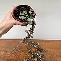 String of Hearts (Ceropegia woodii) - 4" Pot