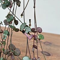 String of Hearts (Ceropegia woodii) - 4" Pot