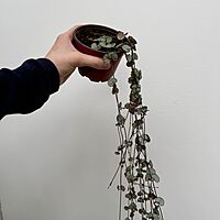 String of Hearts (Ceropegia woodii) - 4" Pot