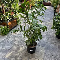 Fishtail Palm (Caryota mitis) - 14" Pot