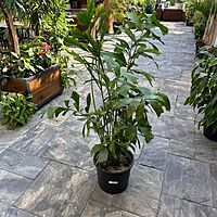 Fishtail Palm (Caryota mitis) - 14" Pot