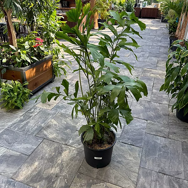 Fishtail Palm (Caryota mitis) - 14" Pot