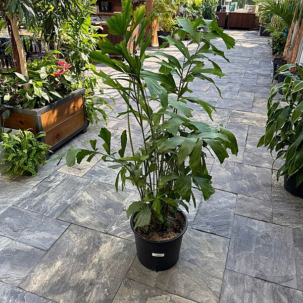 Fishtail Palm (Caryota mitis) - 14" Pot