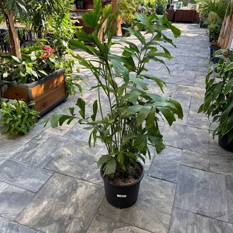 Fishtail Palm (Caryota mitis) - 14" Pot