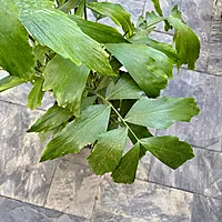 Fishtail Palm (Caryota mitis) - 14" Pot