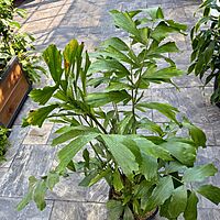Fishtail Palm (Caryota mitis) - 14" Pot