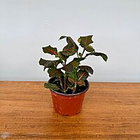 Fittonia 'Nerve plant' - Red 4" Pot