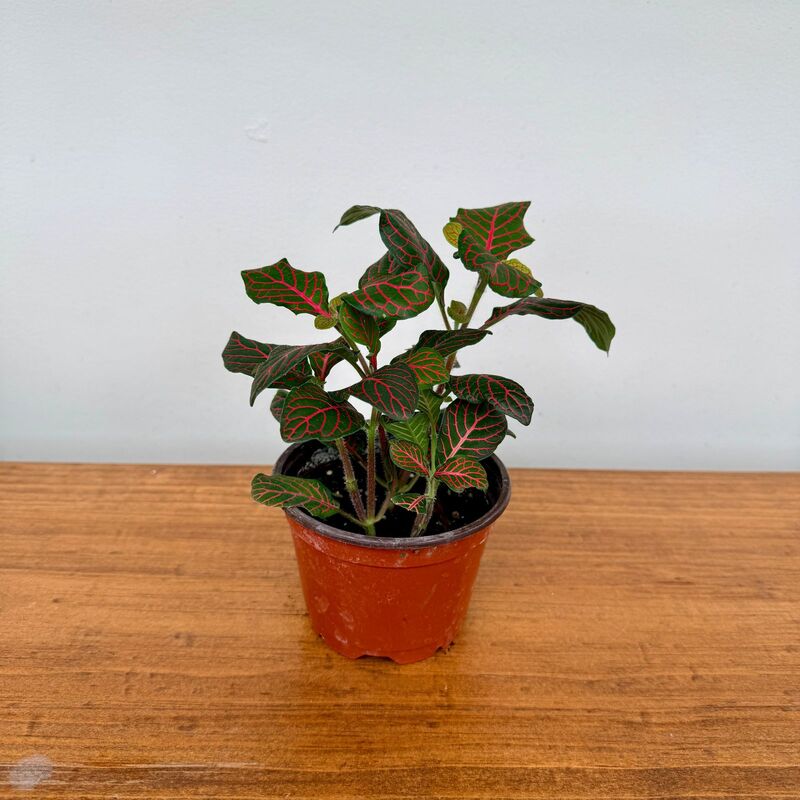 Fittonia 'Nerve plant' - Red 4" Pot