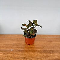 Fittonia 'Nerve plant' - Red 4" Pot