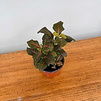 Fittonia 'Nerve plant' - Red 4" Pot