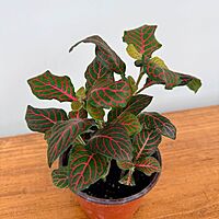 Fittonia 'Nerve plant' - Red 4" Pot