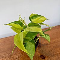 Heart Leaf Philodendron 'Brasil' (Philodendron hederaceum 'Brasil') - 4" Pot