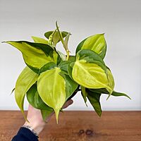 Heart Leaf Philodendron 'Brasil' (Philodendron hederaceum 'Brasil') - 4" Pot