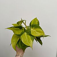 Heart Leaf Philodendron 'Brasil' (Philodendron hederaceum 'Brasil') - 4" Pot