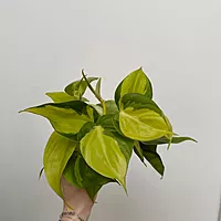 Heart Leaf Philodendron 'Brasil' (Philodendron hederaceum 'Brasil') - 4" Pot