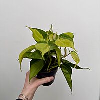 Heart Leaf Philodendron 'Brasil' (Philodendron hederaceum 'Brasil') - 4" Pot