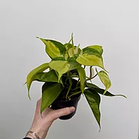 Heart Leaf Philodendron 'Brasil' (Philodendron hederaceum 'Brasil') - 4" Pot