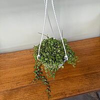 String of Turtles (Peperomia prostrata) - 6" Pot HB