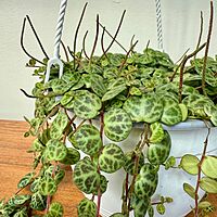 String of Turtles (Peperomia prostrata) - 6" Pot HB