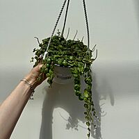 String of Turtles (Peperomia prostrata) - 6" Pot HB