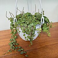 String of Turtles (Peperomia prostrata) - 6" Pot HB