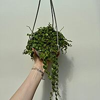 String of Turtles (Peperomia prostrata) - 6" Pot HB