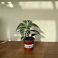 Aphelandra dania - Zebra Plant