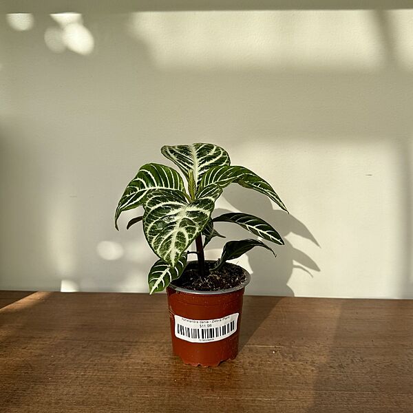 Aphelandra dania - Zebra Plant
