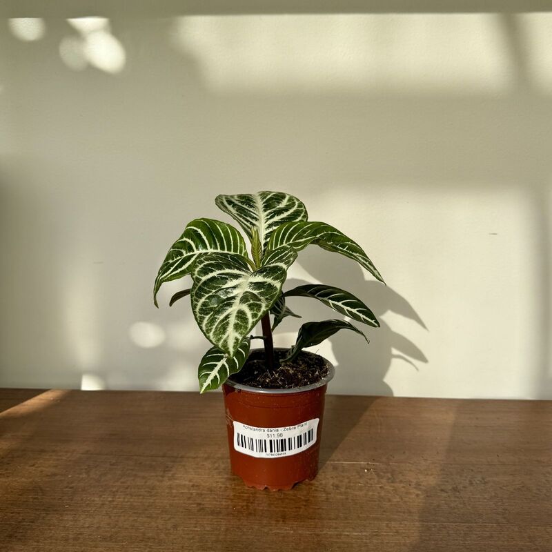 Aphelandra dania - Zebra Plant