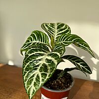 Aphelandra dania - Zebra Plant