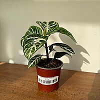 Aphelandra dania - Zebra Plant
