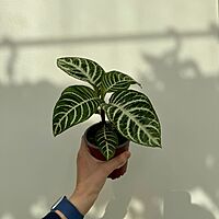 Aphelandra dania - Zebra Plant